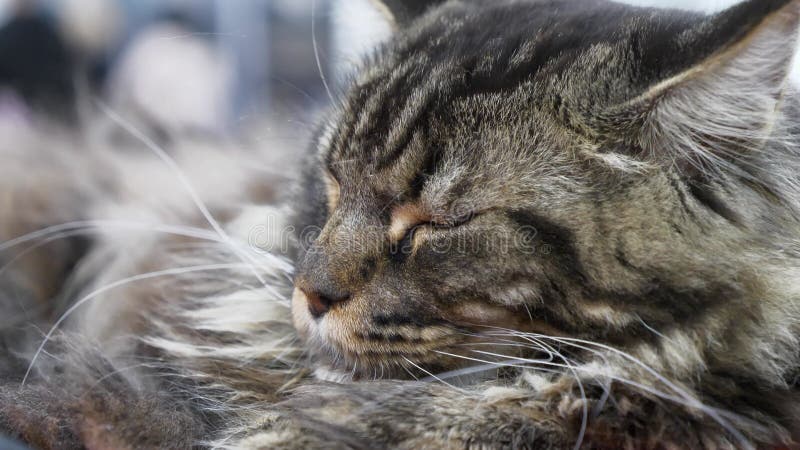 Maine coon grande race de chats domestiquée races naturelles les plus anciennes en amérique du nord banque de vidéos