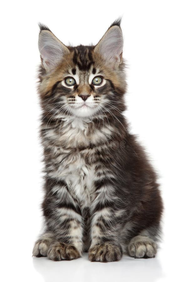 Maine Coon kattunge på vit royaltyfri foto Maine Coon kattunge på vit royaltyfri foto