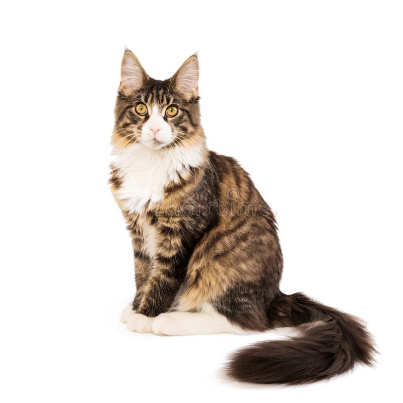 Maine Coon kattunge som isoleras p? vit bakgrund royaltyfri foto Maine Coon kattunge som isoleras p? vit bakgrund royaltyfri foto