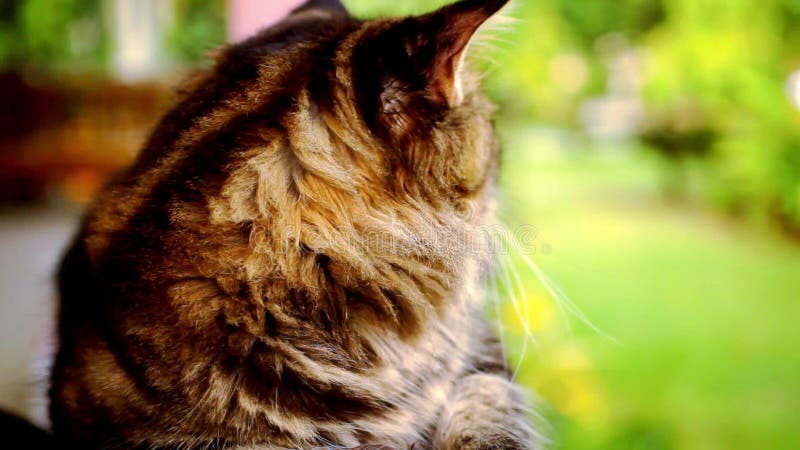 Maine Coon-Katzenmakrovideo mit Bewegung und