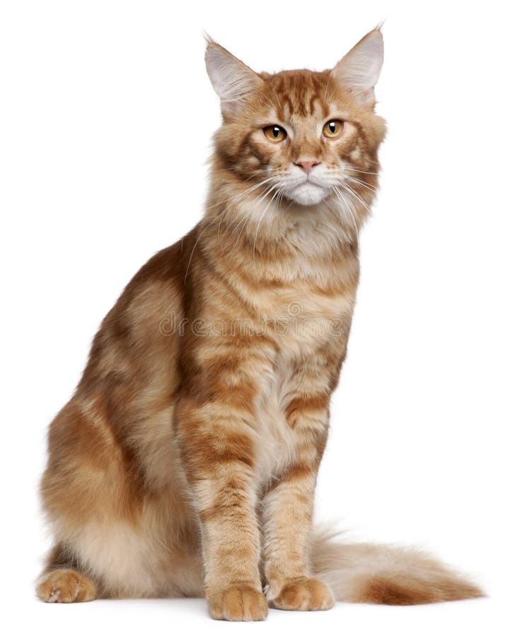 Maine Coon Kitten, 9 Months Old, Sitting Stock Image Image of front