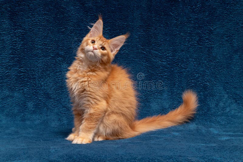 Maine Coon kitten 3 months. Kitten on a background of blue towels. The ginger cat has large brushes and excellent pedigree data. Cat color red ticked tabby D25. Maine Coon kitten 3 months. Kitten on a background of blue towels. The ginger cat has large brushes and excellent pedigree data. Cat color red ticked tabby D25