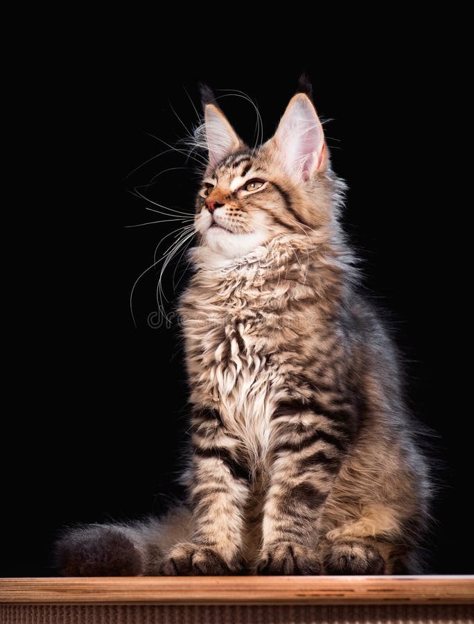 Maine Coon kitten