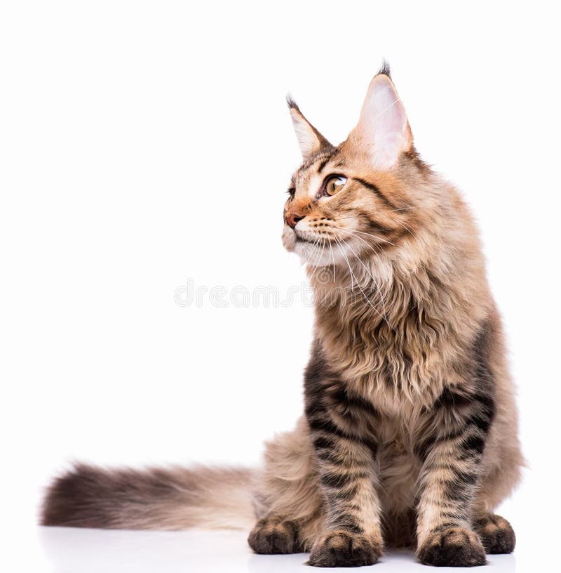 Maine Coon kitten