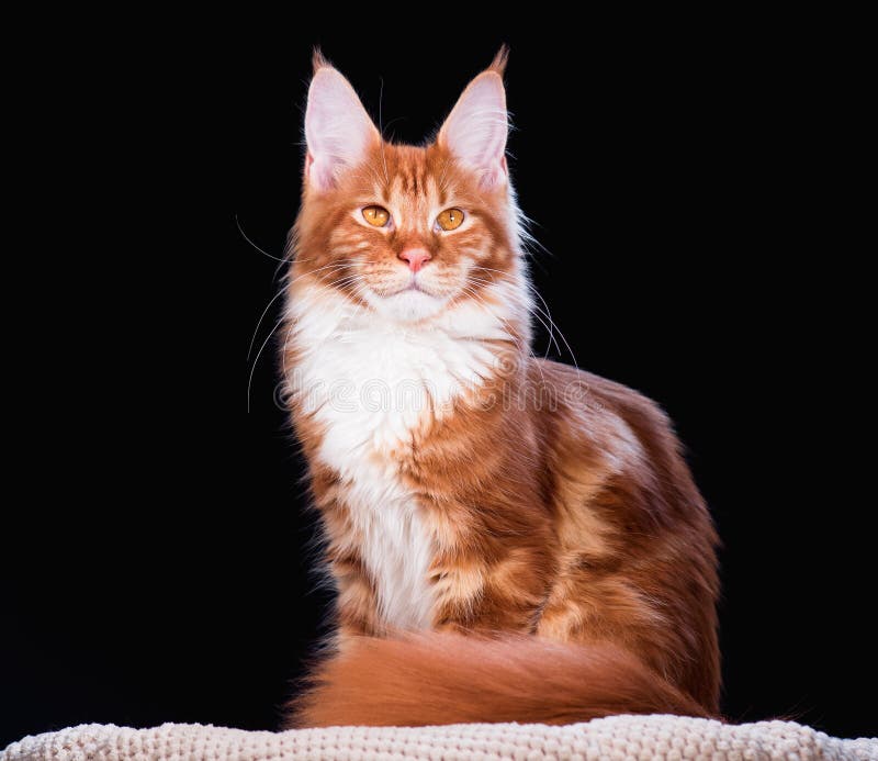 Maine Coon kitten