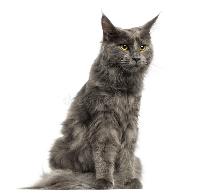 Maine Coon Kitten Sitting, 6 Months Old, Stock Image Image of shot