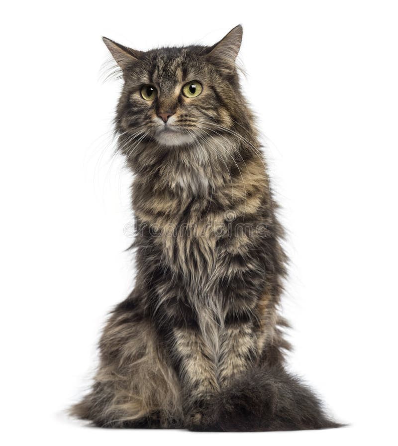 Maine Coon Kitten Sitting (4 Months Old) Stock Image - Image of people ...