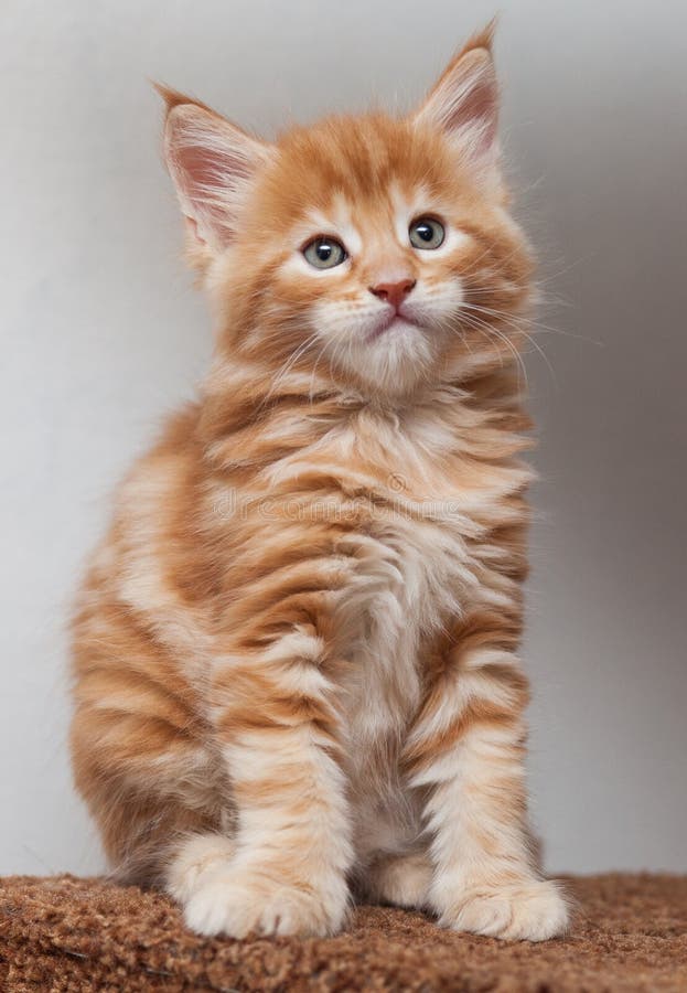 Maine Coon kitten stock image. Image of happy, breeder 36817787