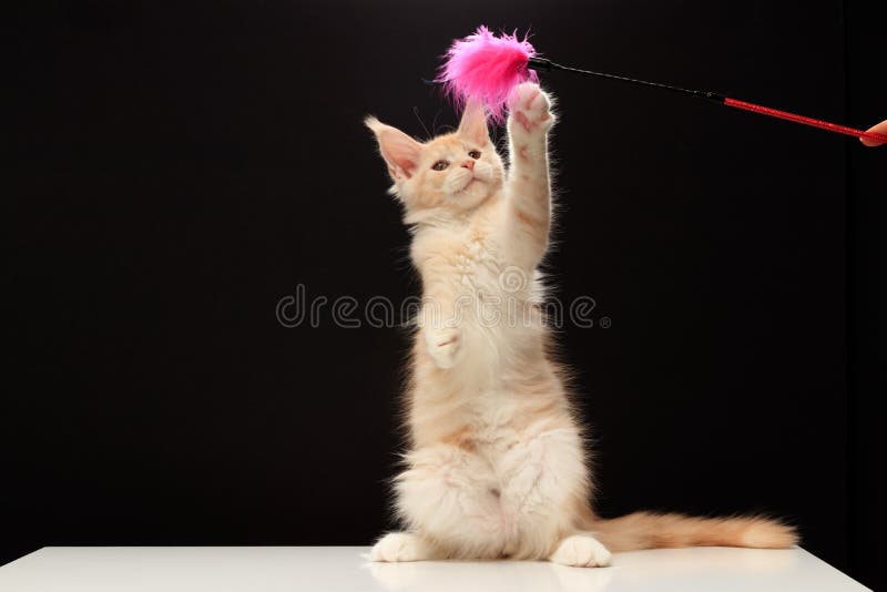 Maine Coon kitten 3.5 months. Purebred beautiful cat on a black background and a white table. Maine Coon plays a teaser toy. Cat color red silver ticked tabby bicolour ds 25 03. Maine Coon kitten 3.5 months. Purebred beautiful cat on a black background and a white table. Maine Coon plays a teaser toy. Cat color red silver ticked tabby bicolour ds 25 03