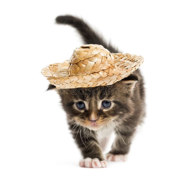 Maine Coon Kitten Walking and Wearing a Hat Stock Photo Image of front, dressed 79631558
