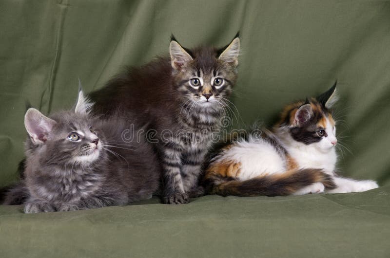 Litter Of Cute Maine Coon Kittens Stock Image - Image of animals, lying ...
