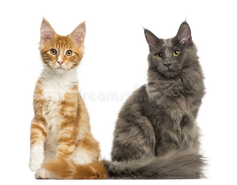 Maine Coon Cat, 6 Months Old, Sitting Stock Photo Image of pets