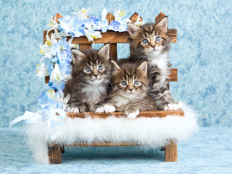Maine Coon kittens on wooden bench stock image Maine Coon kittens on wooden bench stock image