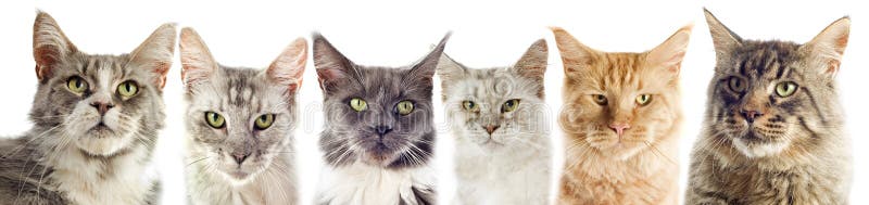 Maine coon koty zdjęcie royalty free Maine coon koty zdjęcie royalty free
