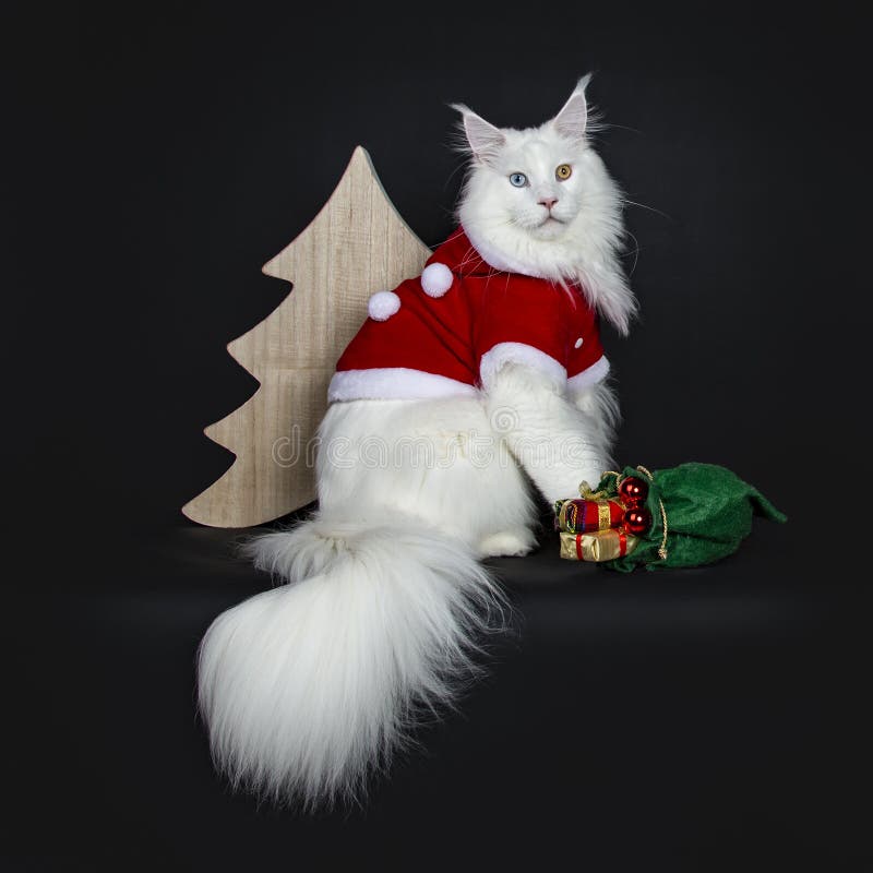 Maine Coon observée impaire blanche solide magnifique, d'isolement sur le fond noir image libre de droits Maine Coon observée impaire blanche solide magnifique, d'isolement sur le fond noir image libre de droits
