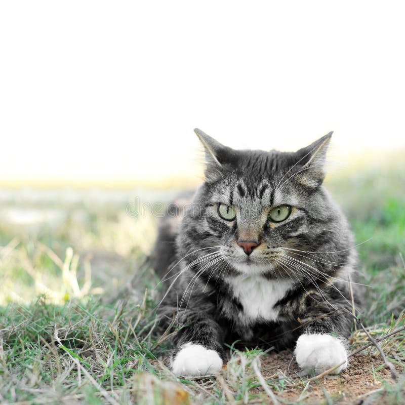 Maine Coon Pet Cat Outside on Grass Stock Photo Image of background
