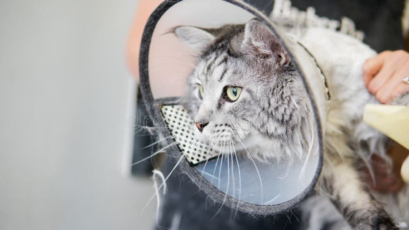 Maine Coon professional grooming close-up. royalty free stock images Maine Coon professional grooming close-up. royalty free stock images