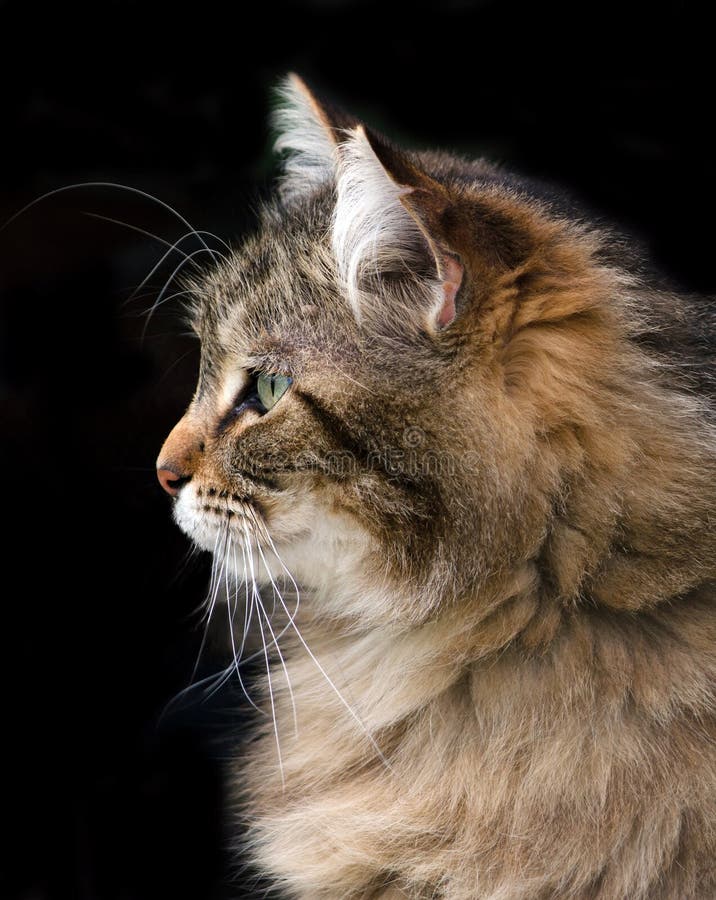 Maine Coon Cat Profile