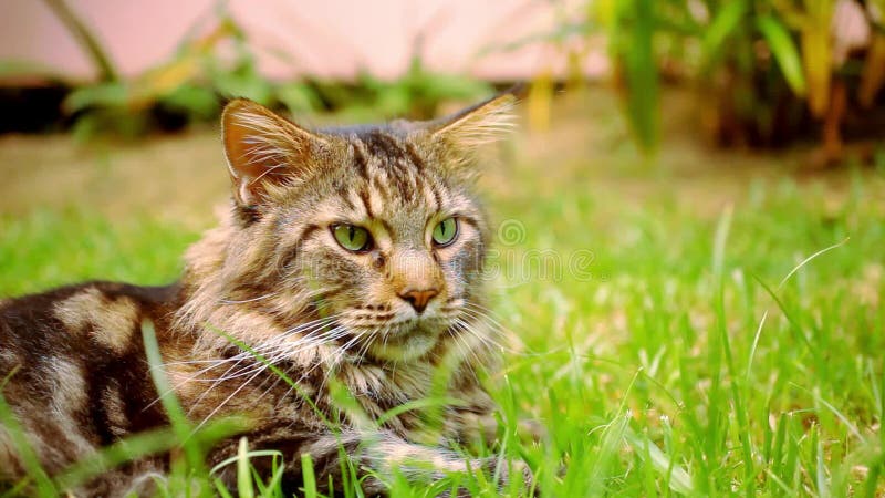 Maine Coon schwärzen Katze der getigerten Katze mit dem grünen Auge, das an liegt