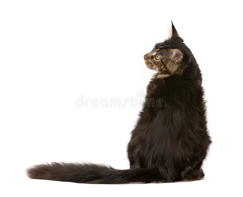 Maine Coon, sitting in front of white background