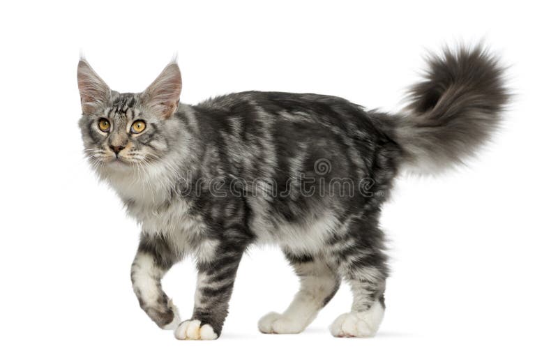 Maine Coon walking stock image. Image of grey, domestic 61346871