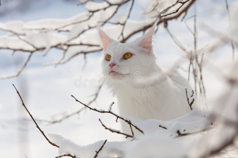 383 Maine Coon Cat Snow Stock Photos - Free & Royalty-Free Stock Photos