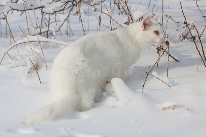 343 Maine Coon Cat Snow Stock Photos - Free & Royalty-Free Stock Photos