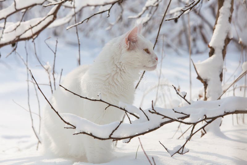 343 Maine Coon Cat Snow Stock Photos - Free & Royalty-Free Stock Photos