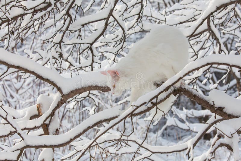 343 Maine Coon Cat Snow Stock Photos - Free & Royalty-Free Stock Photos