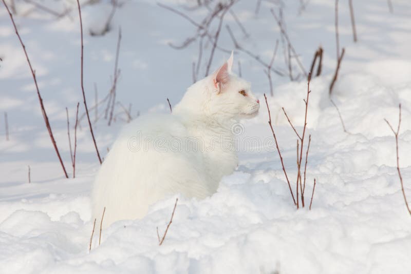 343 Maine Coon Cat Snow Stock Photos - Free & Royalty-Free Stock Photos