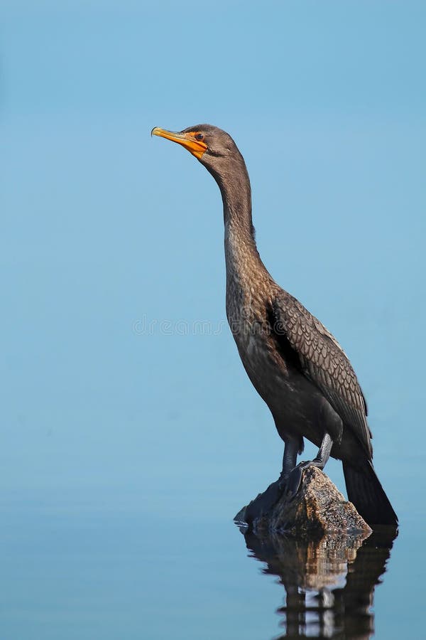 Maine Great Cormorant stock image. Image of water, rock 23034255