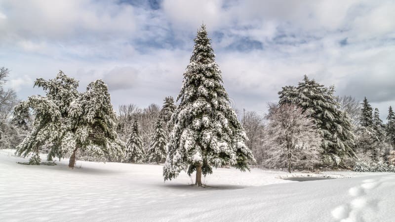 Maine Holiday Winter Landscape Scene