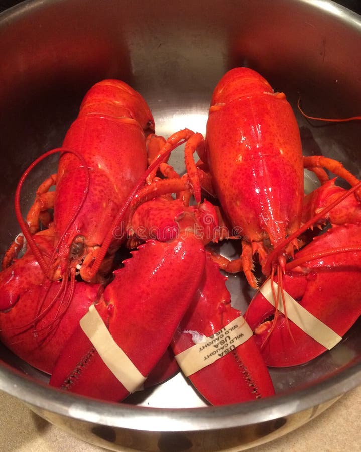 Maine lobster dinner stock photo. Image of dinner, lobster 57245928