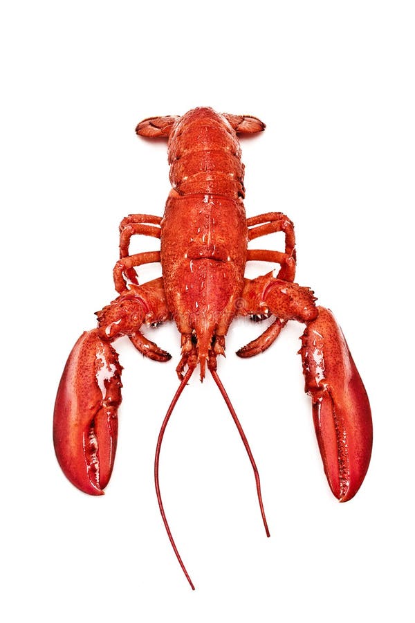 Maine Lobster isolated