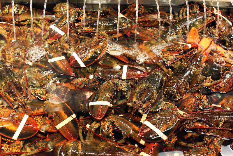 Maine lobsters stock photo. Image of asian, diet, cuisine 39100992