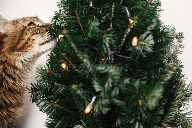 Maine-Münzkatze riecht nach kleinen Weihnachtsbaum mit Lichtern Cute kitty entspannend unter festlichen Weihnachtsbaumen Winterfe lizenzfreie stockfotos Maine-Münzkatze riecht nach kleinen Weihnachtsbaum mit Lichtern Cute kitty entspannend unter festlichen Weihnachtsbaumen Winterfe lizenzfreie stockfotos