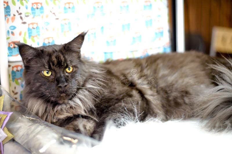 Maine Thoroughbred Breed Maine Coon Stock Image Image of champion