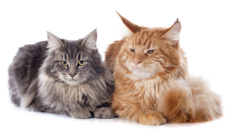 Maine-wasbeerkatten royalty-vrije stock foto's Maine-wasbeerkatten royalty-vrije stock foto's