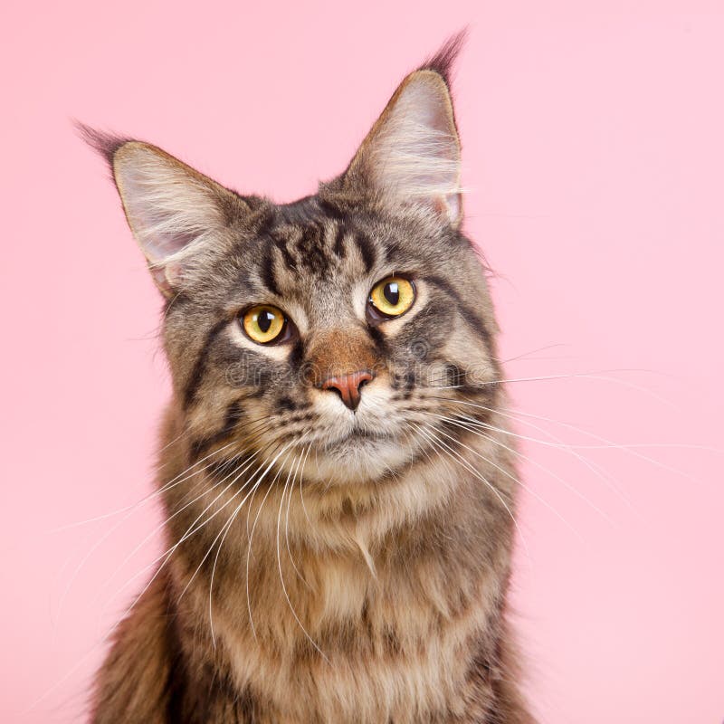 Maine-Waschbärkatze auf Pastellrosa lizenzfreie stockbilder Maine-Waschbärkatze auf Pastellrosa lizenzfreie stockbilder