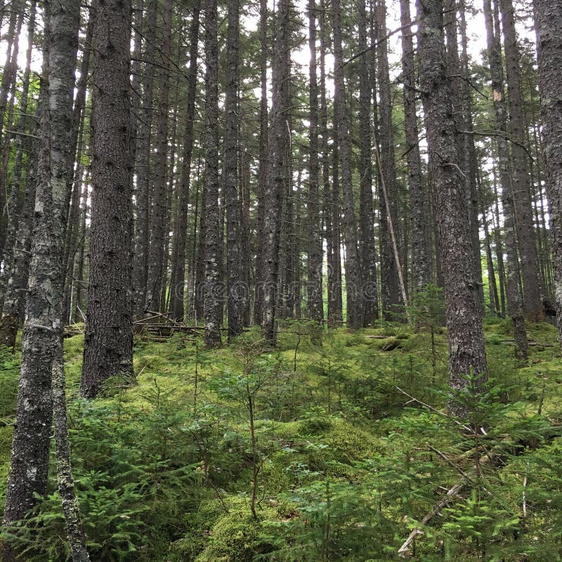 6,491 Maine Fall Stock Photos Free & RoyaltyFree Stock Photos from