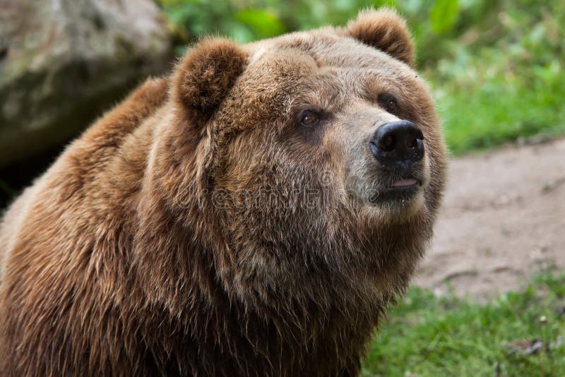 Grizzly stock photo. Image of wild, carnivorous, wildlife - 19197742