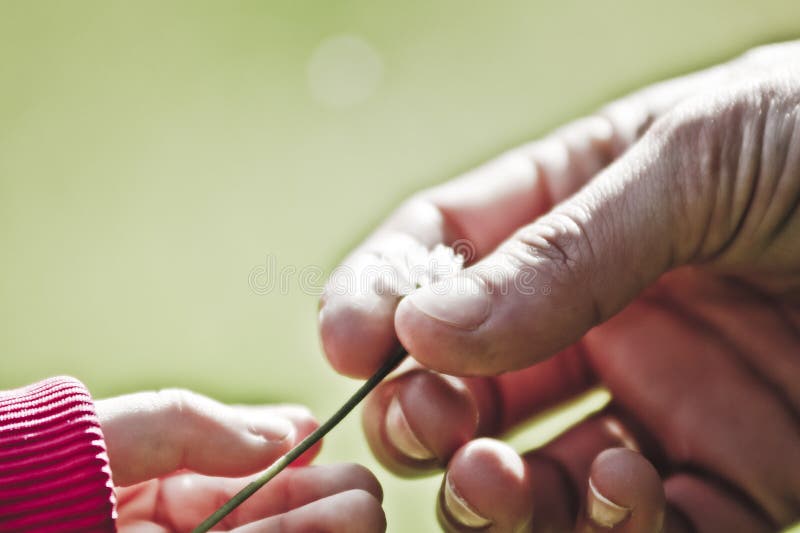 Mains d'enfant et d'adulte images stock Mains d'enfant et d'adulte images stock