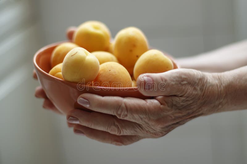 Mains d'une femme agée tenant une cuvette avec des abricots image stock Mains d'une femme agée tenant une cuvette avec des abricots image stock