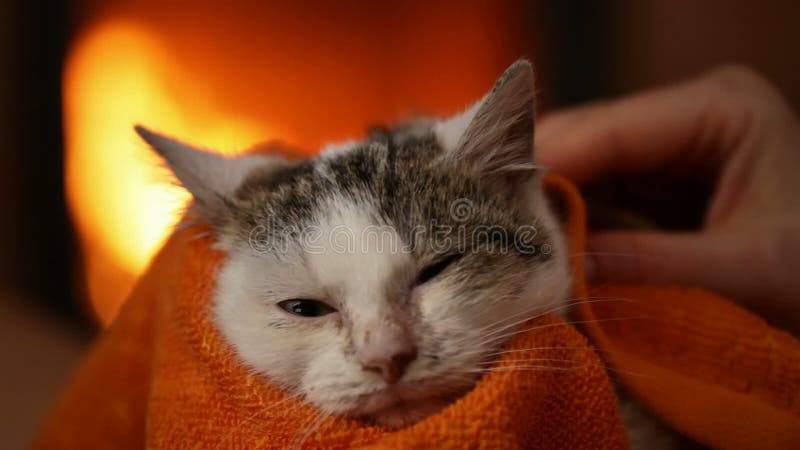 Mains de femme nettoyant le chaton de délivrance à la cheminée banque de vidéos