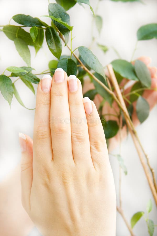 Womanish hands hugging a plant. Womanish hands hugging a plant