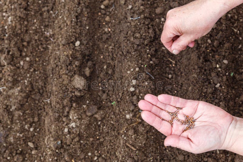 Mains femelles plantant les graines de l'usine Le concept du jardin Sur la paume ouverte sont les graines pour la plantation E photos libres de droits Mains femelles plantant les graines de l'usine Le concept du jardin Sur la paume ouverte sont les graines pour la plantation E photos libres de droits
