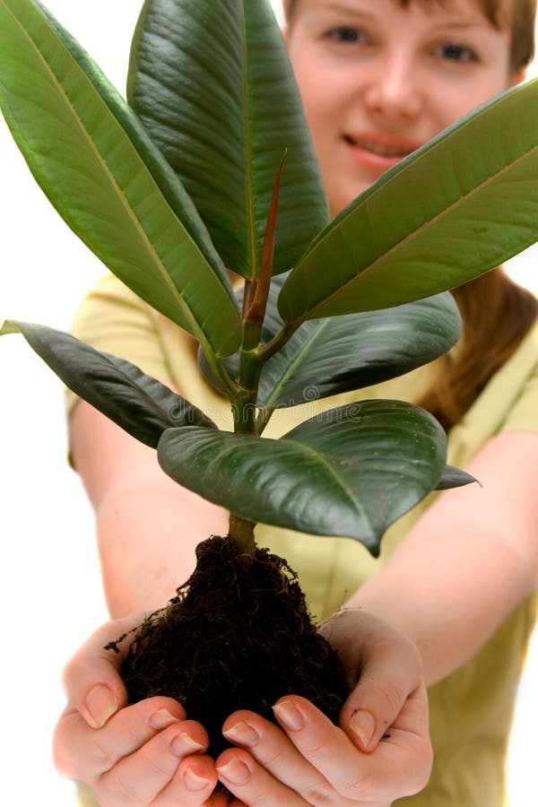 Pretty woman is holding small rubber tree in the hands. Pretty woman is holding small rubber tree in the hands