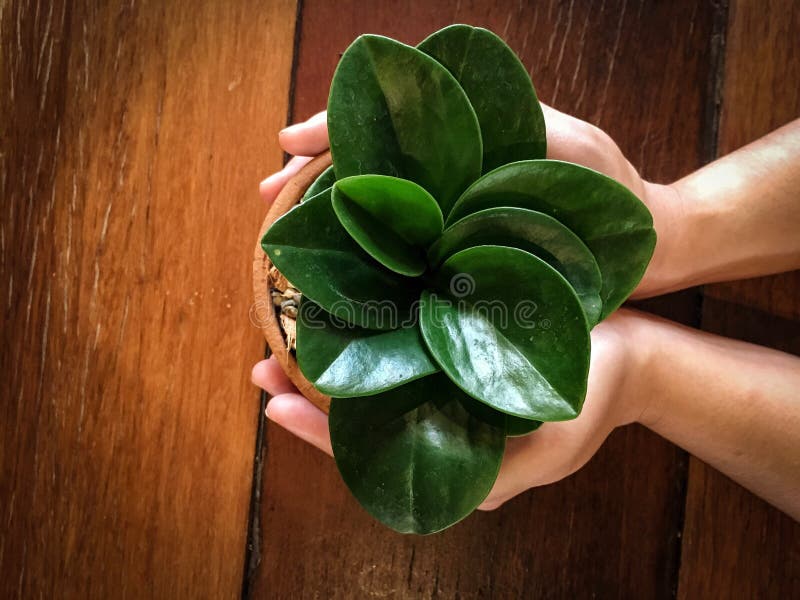 Mains tenant de petites usines mises en pot dans le pot d'argile sur la table en bois image libre de droits Mains tenant de petites usines mises en pot dans le pot d'argile sur la table en bois image libre de droits
