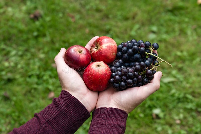 Mains tenant des pommes rouges fraîches et des raisins violets foncés sur fond d'herbe verte. photo stock
