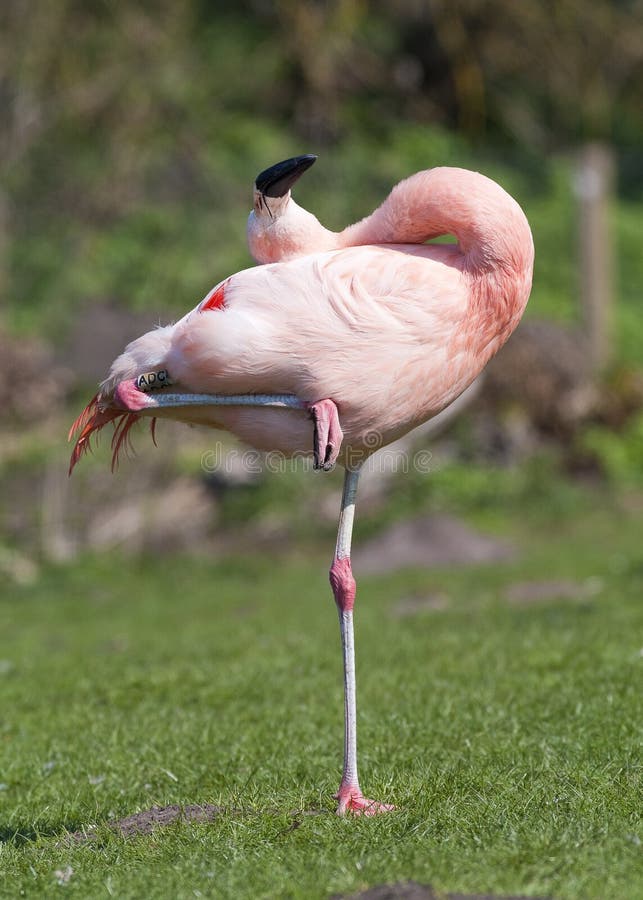 Maior flamingo imagens de stock royalty free Maior flamingo imagens de stock royalty free